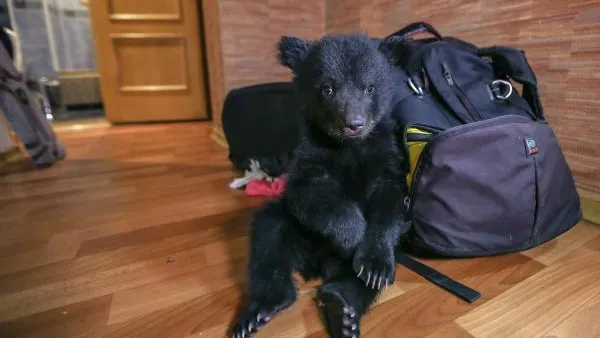 Россиянам запретят держать дома диких животных