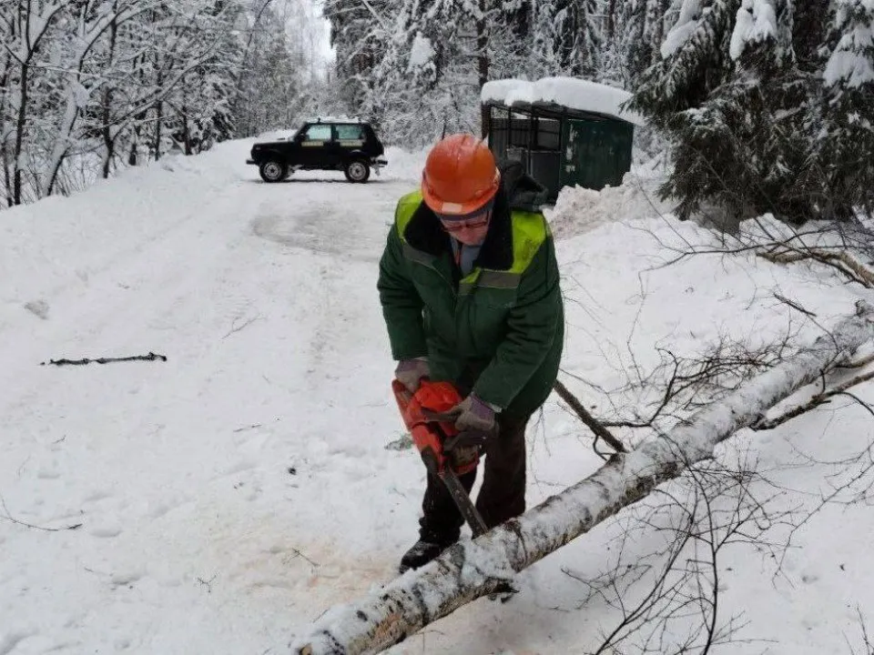 Фото: Комитет лесного хозяйства Московской области
