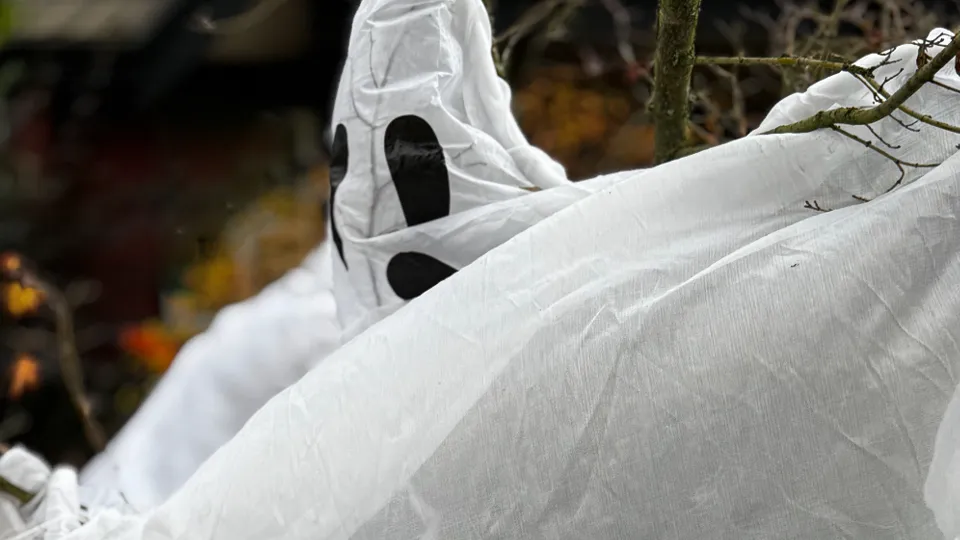 Фото: istockphoto.com/ChristiLaLiberte