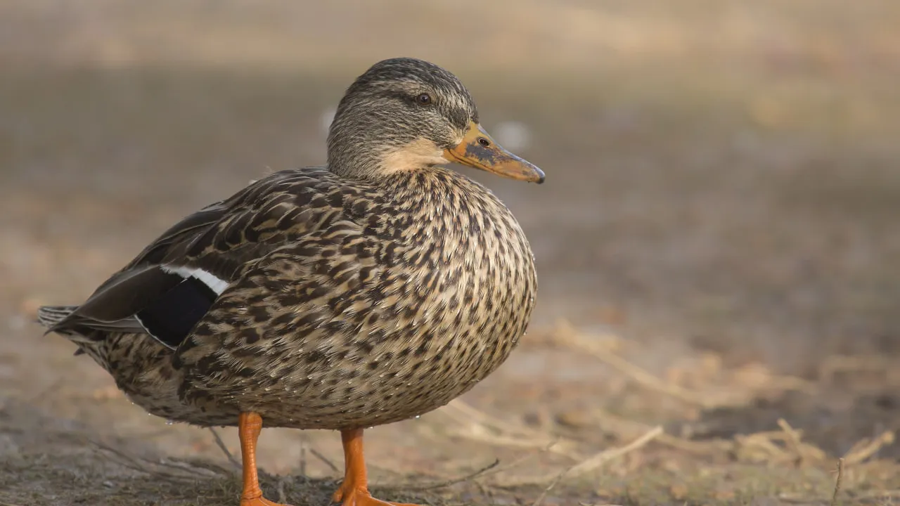 Фото freepik.com