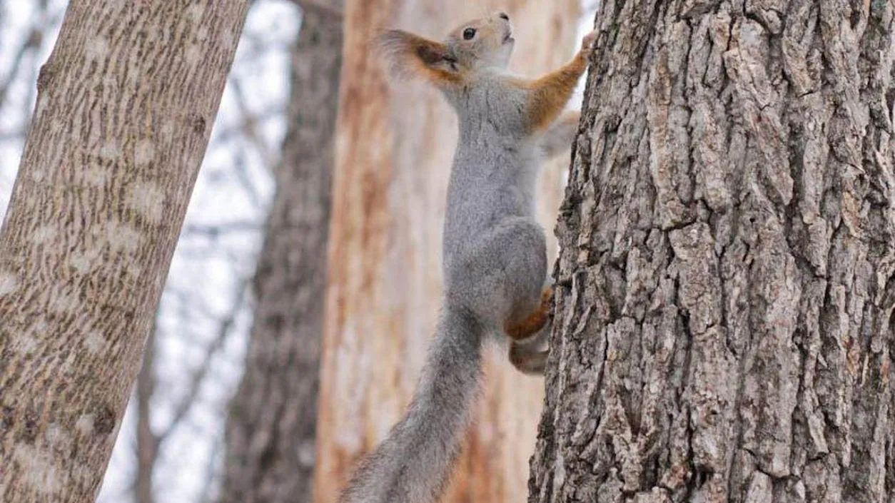 REGIONS/Эльвира Сафина