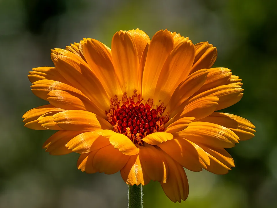 Календула. Фото: сommons.wikimedia/Ermell