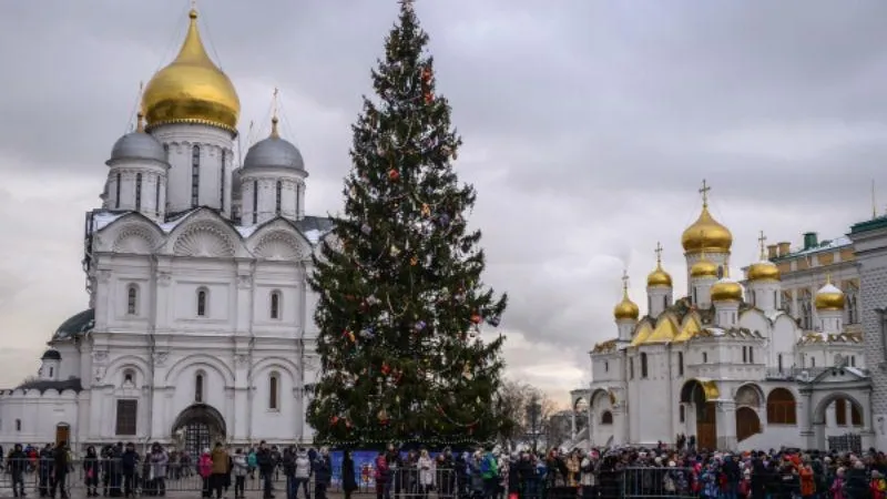 Из семян шишек главной ели страны вырастят молодые деревья