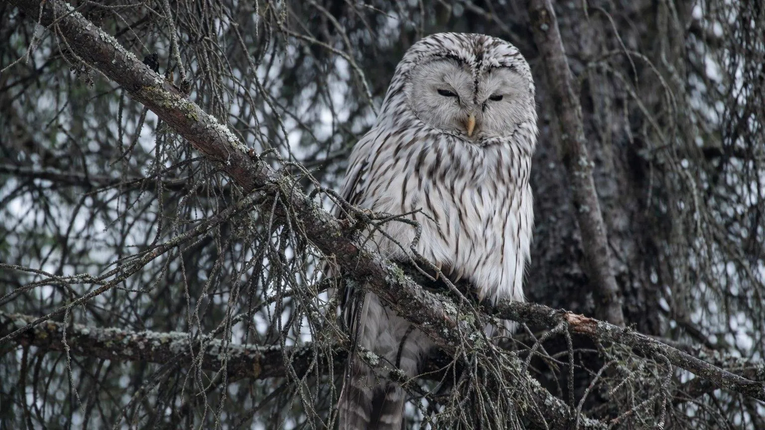 REGIONS/Сгенерировано нейросетью