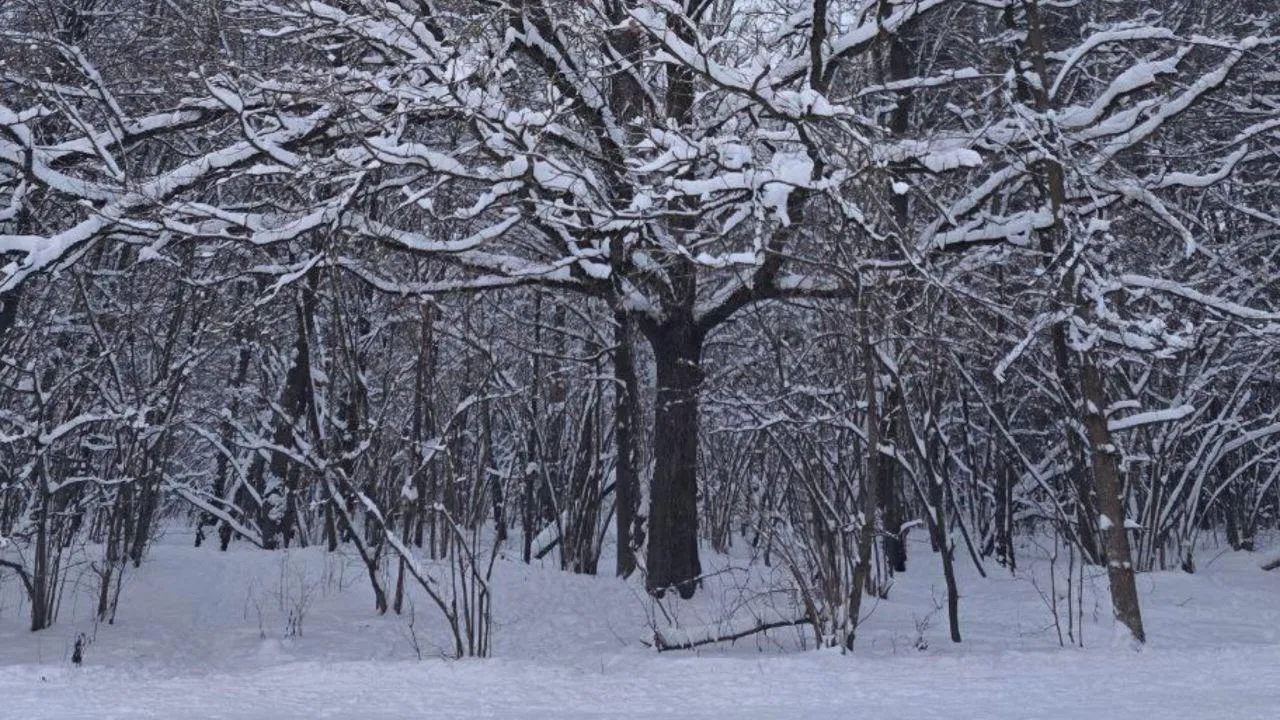 Ольга Ковалева