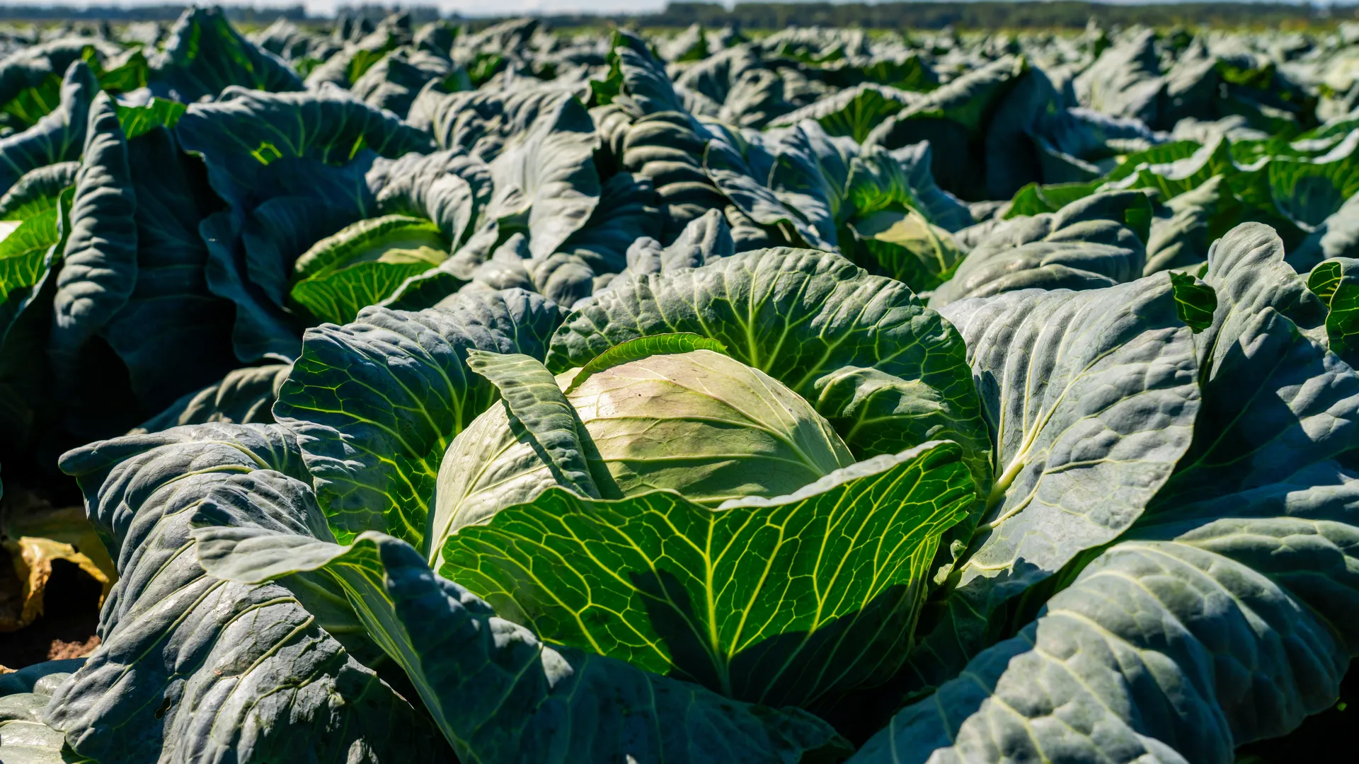 И в щи, и в бочку: названы сорта капусты, которые лучше всего подходят для Подмосковья