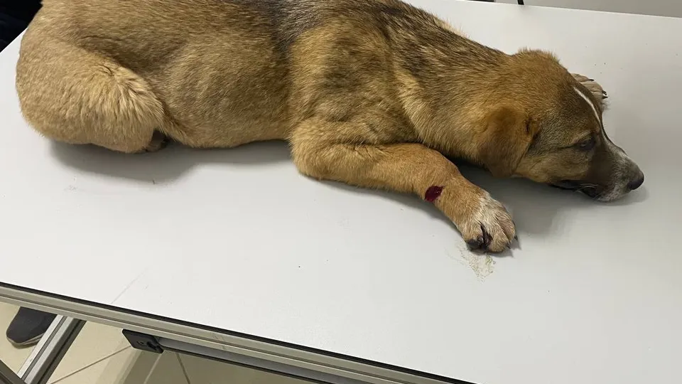 Фото: свидетельница происшествия