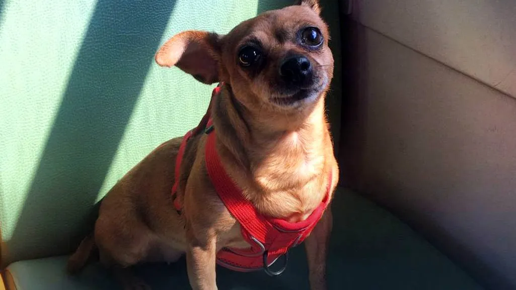 Фото: t.me/ЦППК