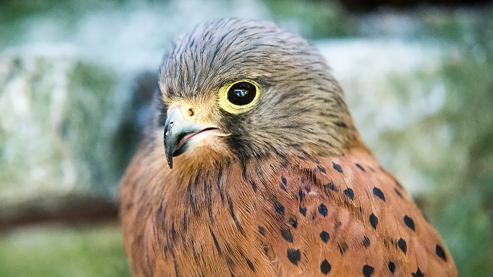 Фото: pxhere.com