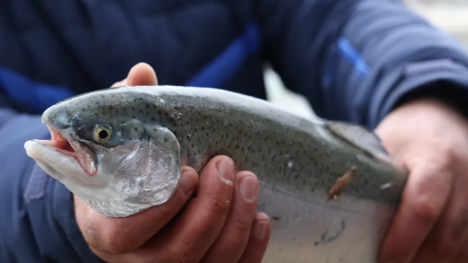 Фото: ТАСС/Дмитрий Феоктистов