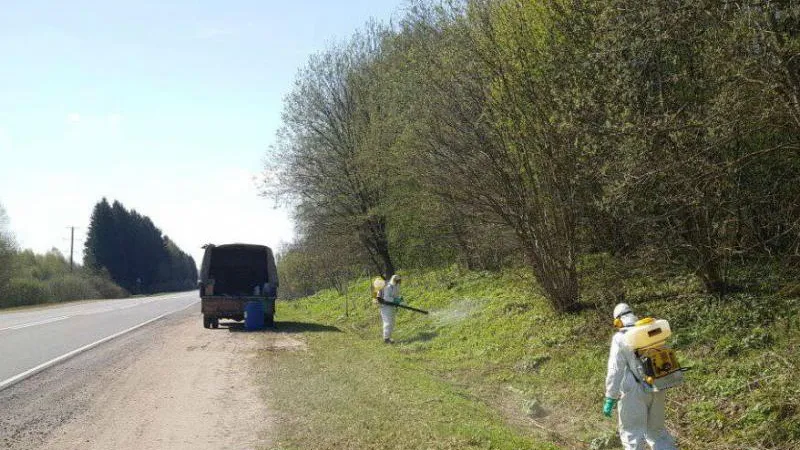 Более 1,5 тыс га полос отвода дорог обработают от борщевика в Подмосковье за сезон
