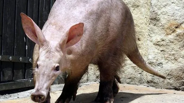 http://www.zoo-ekzo.ru