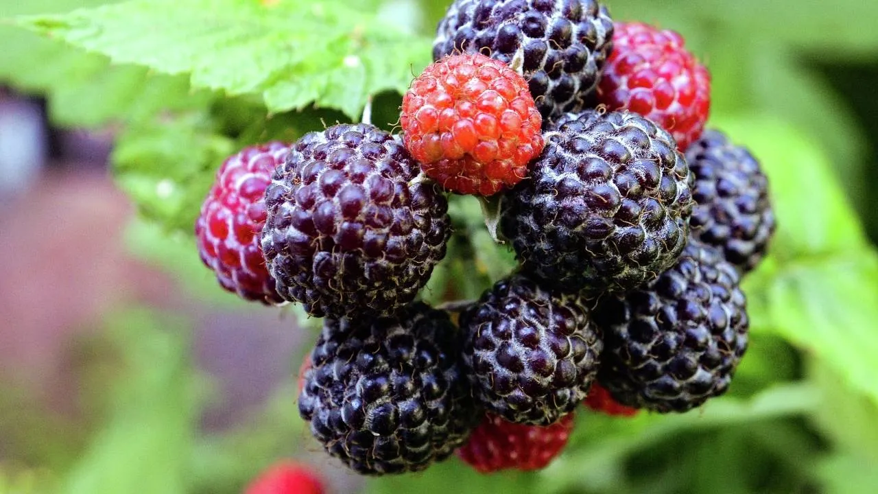 Фото: РИА Новости/Илья Наймушин