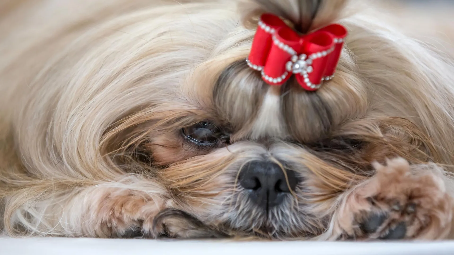 arifoto UG/dpa/Global Look Press