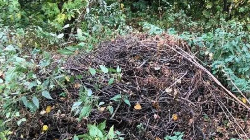 Минэкологии МО.