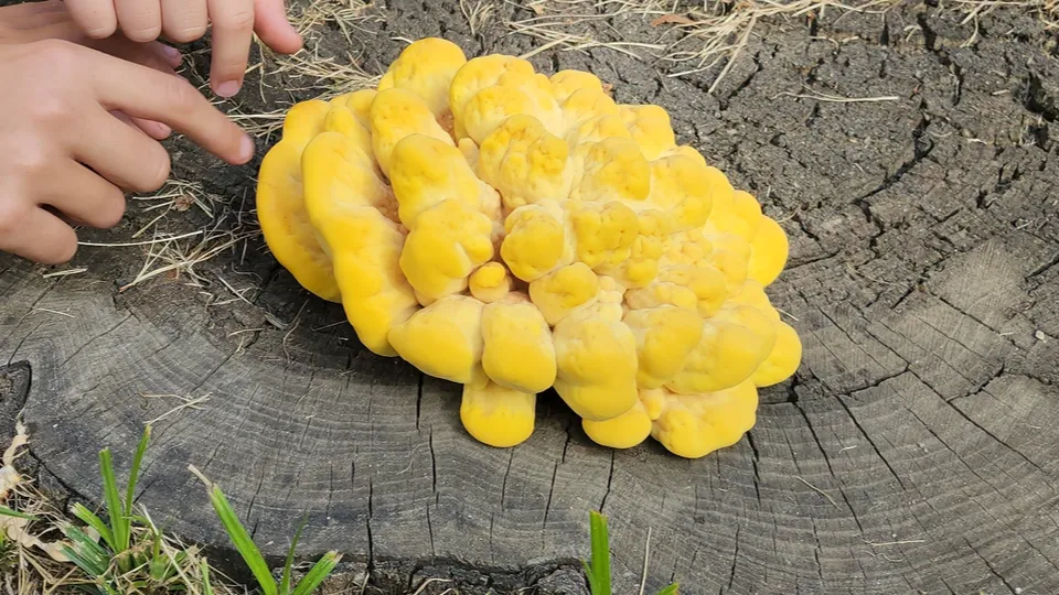 Фото: МедиаБанк Подмосковья/Андрей Семибратов