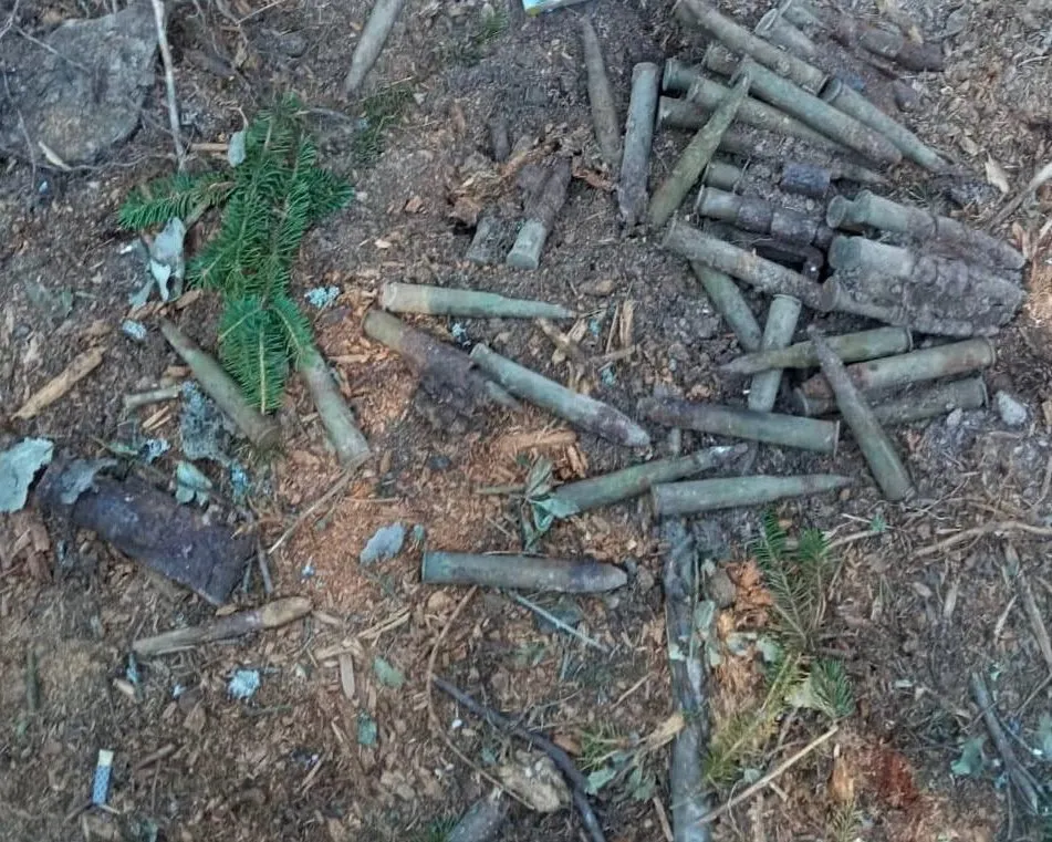 Фото: Комитет лесного хозяйства Московской области