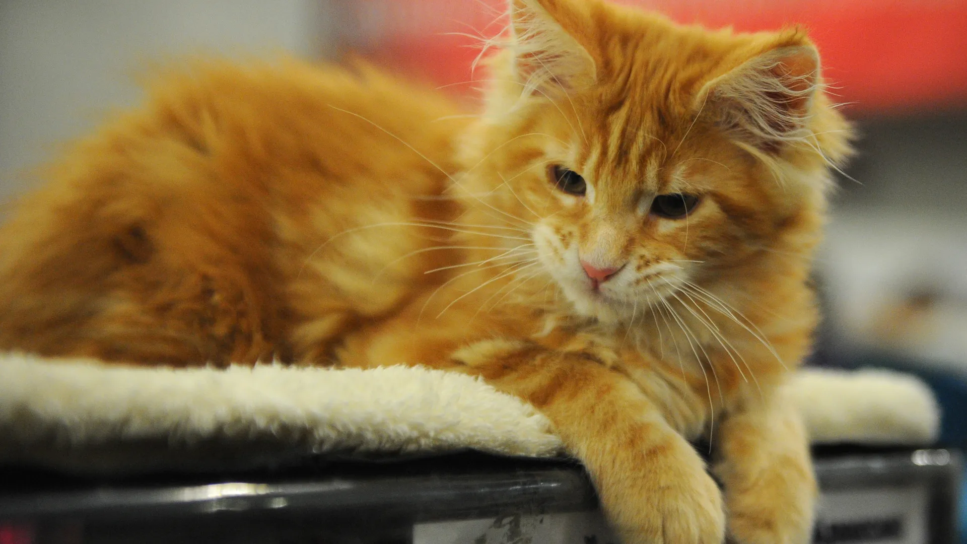 медиасток.рф