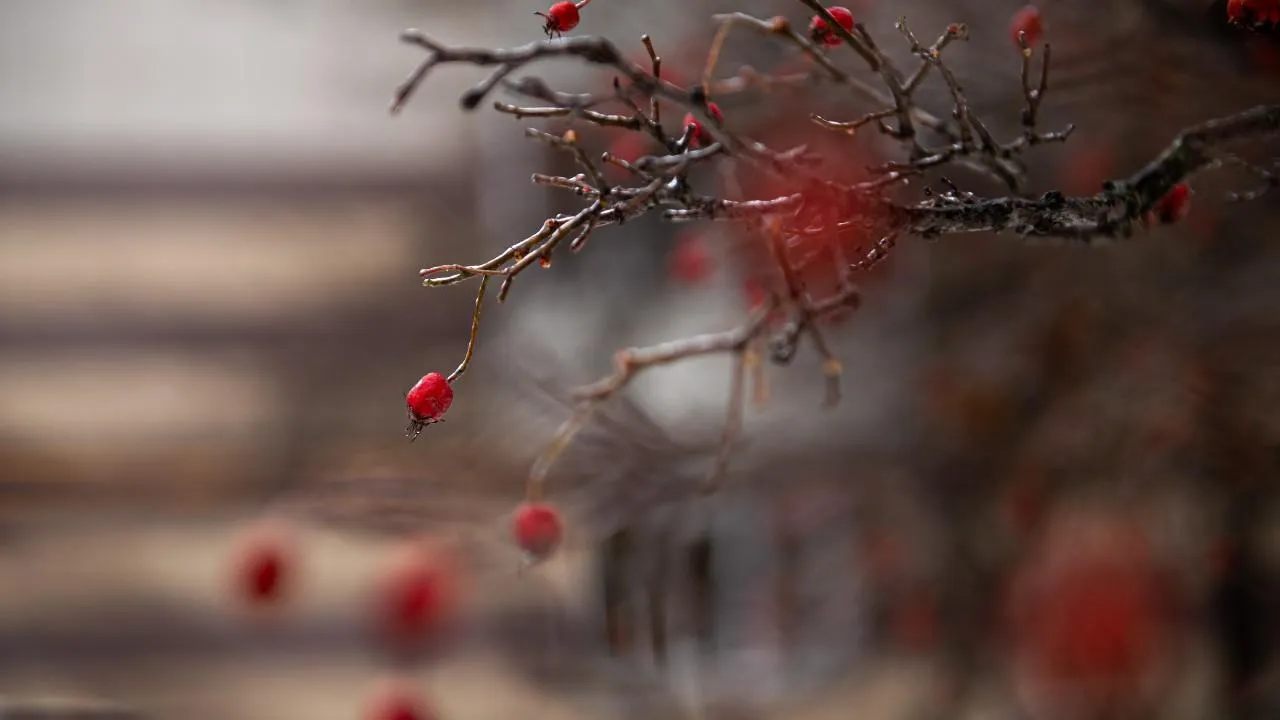 медиасток.рф