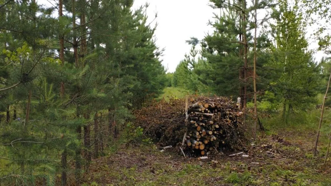 Фото: Комитет лесного хозяйства МО