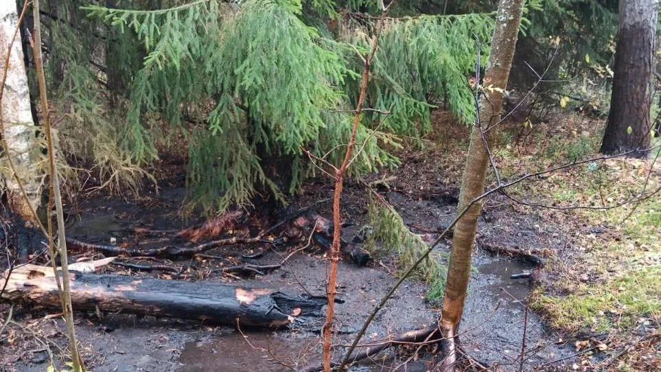 Комитет лесного хозяйства Московской области