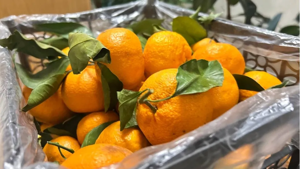 Фото: t.me/podolskadm