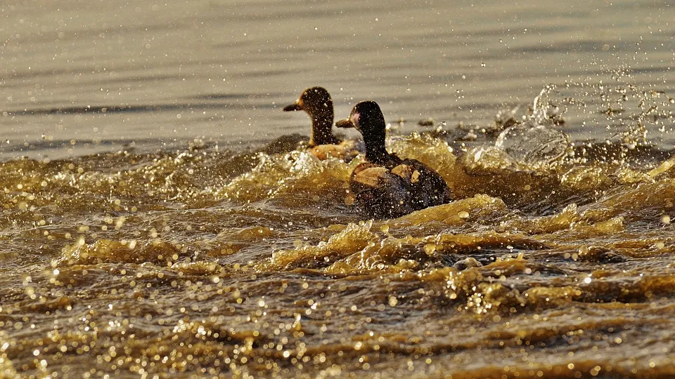 Фото: pxhere.com