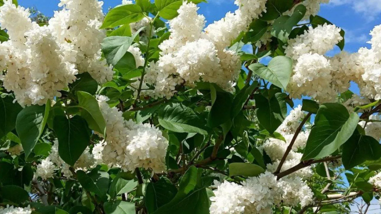 REGIONS/Людмила Матвиенко