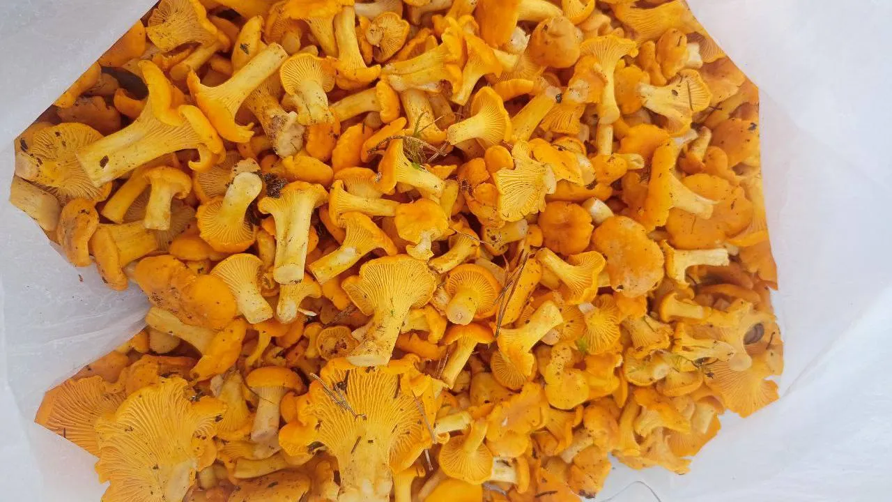 Фото: t.me/vklinivaysa