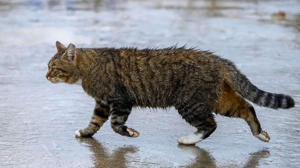 Фото: медиасток.рф