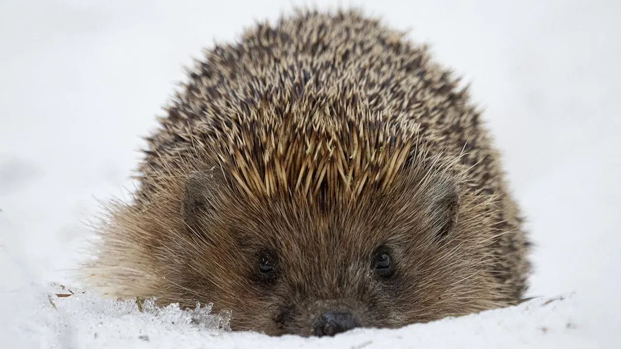 istockphoto.com/Tarik Dervovic