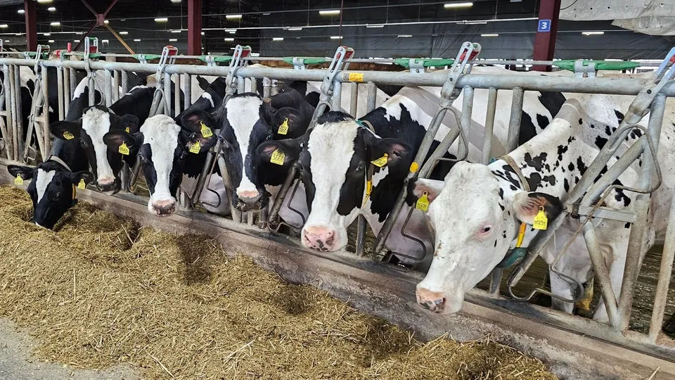 Фото: Агрохолдинг «ОСП агро»