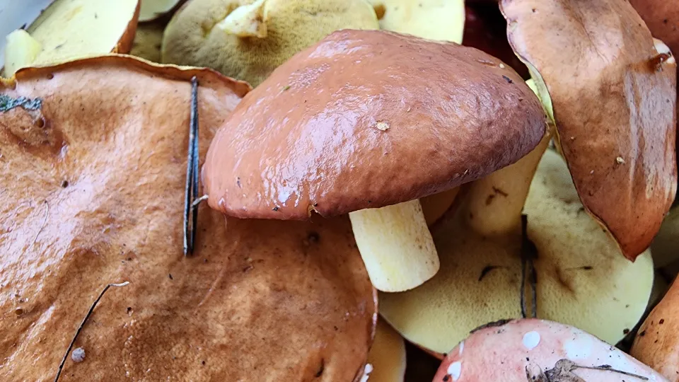 Фото: МедиаБанк Подмосковья/Ксения Пашуто