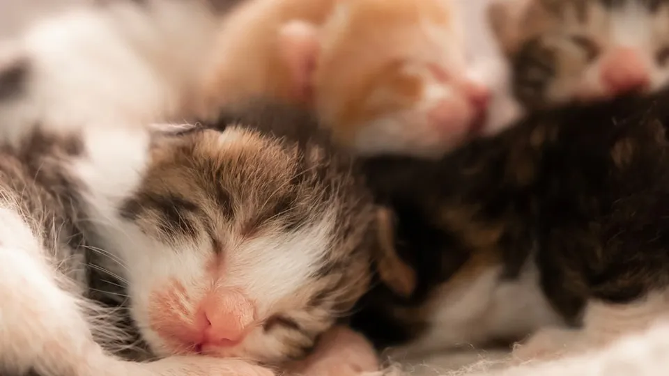 Фото: istockphoto.com