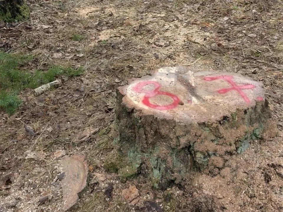 Фото: Комитет лесного хозяйства  Московской области