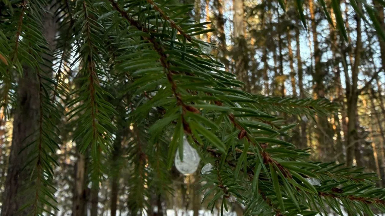 Марина Алифанова