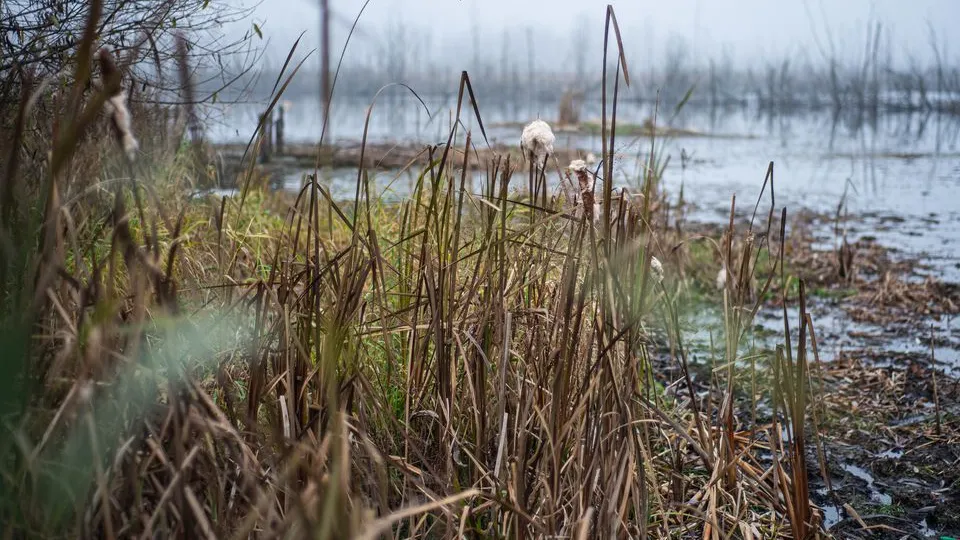 Фото: медиасток.рф