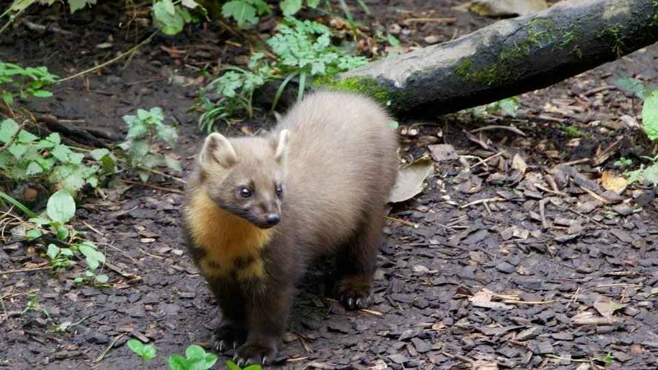 Фото: pxhere.com