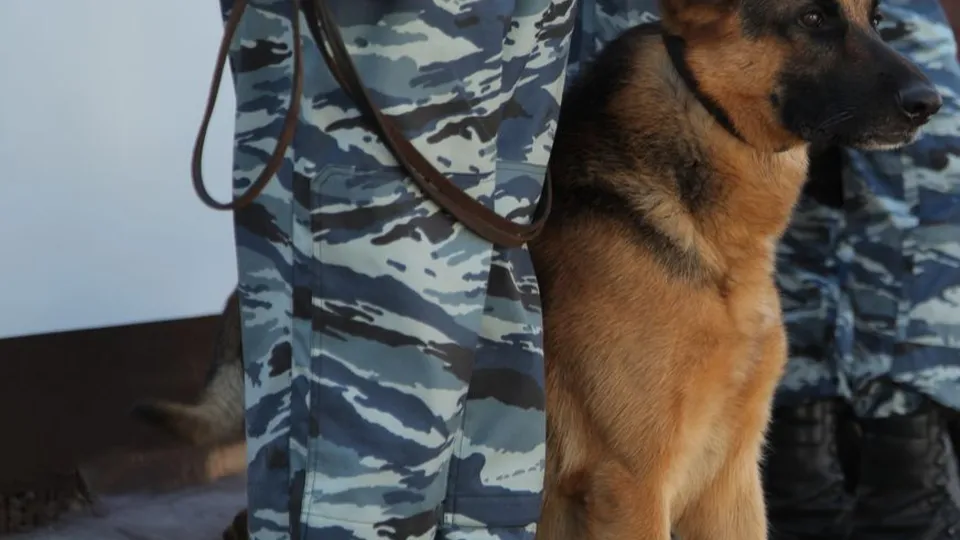 Фото: медиасток.рф