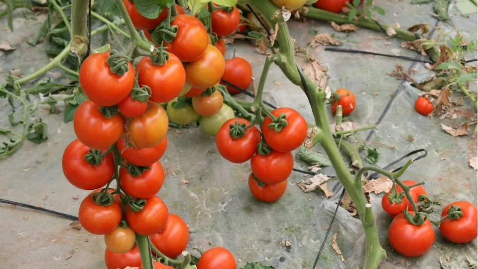 Фото: unsplash.com