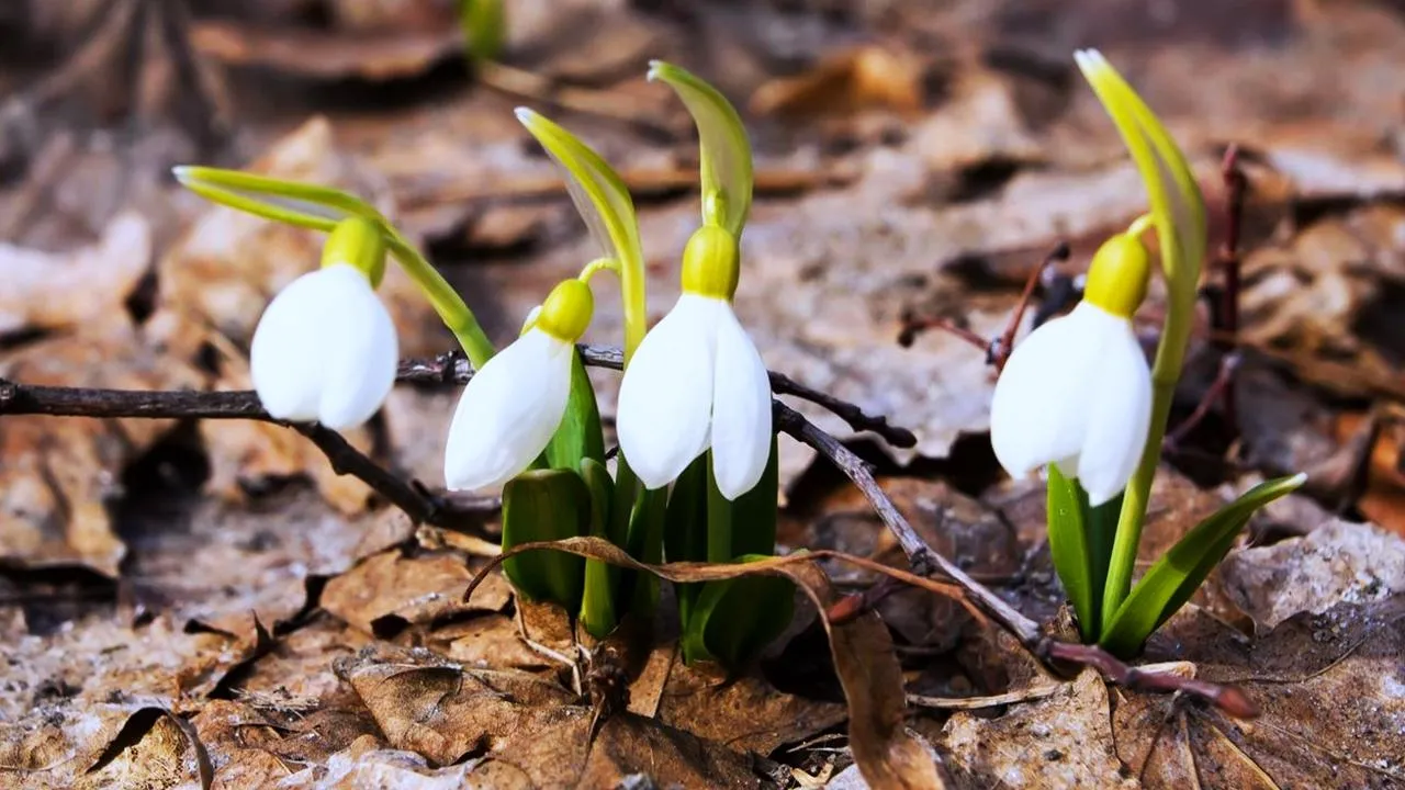 медиасток.рф