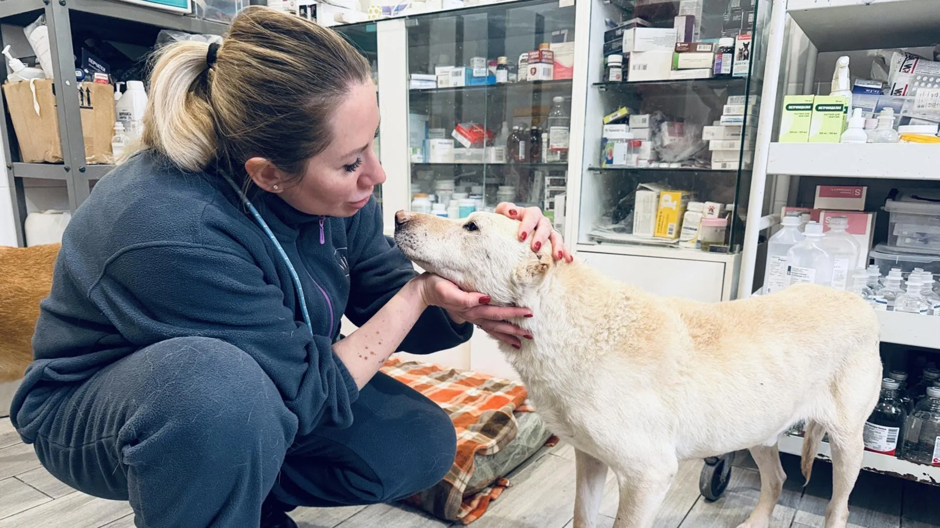 МедиаБанк Подмосковья/Ольга Стаферова