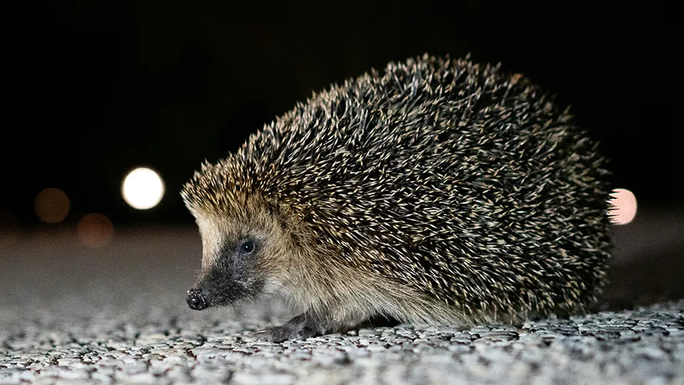 Фото: unsplash.com