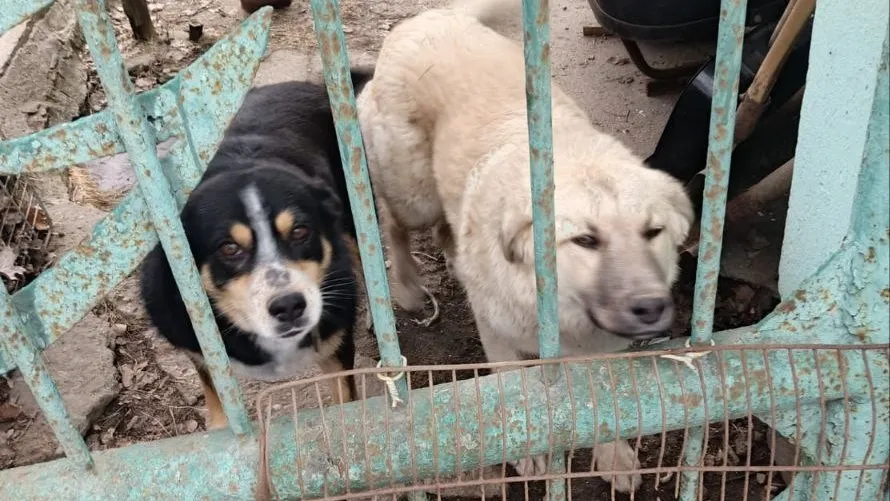 Фото: t.me/Alexsa1488