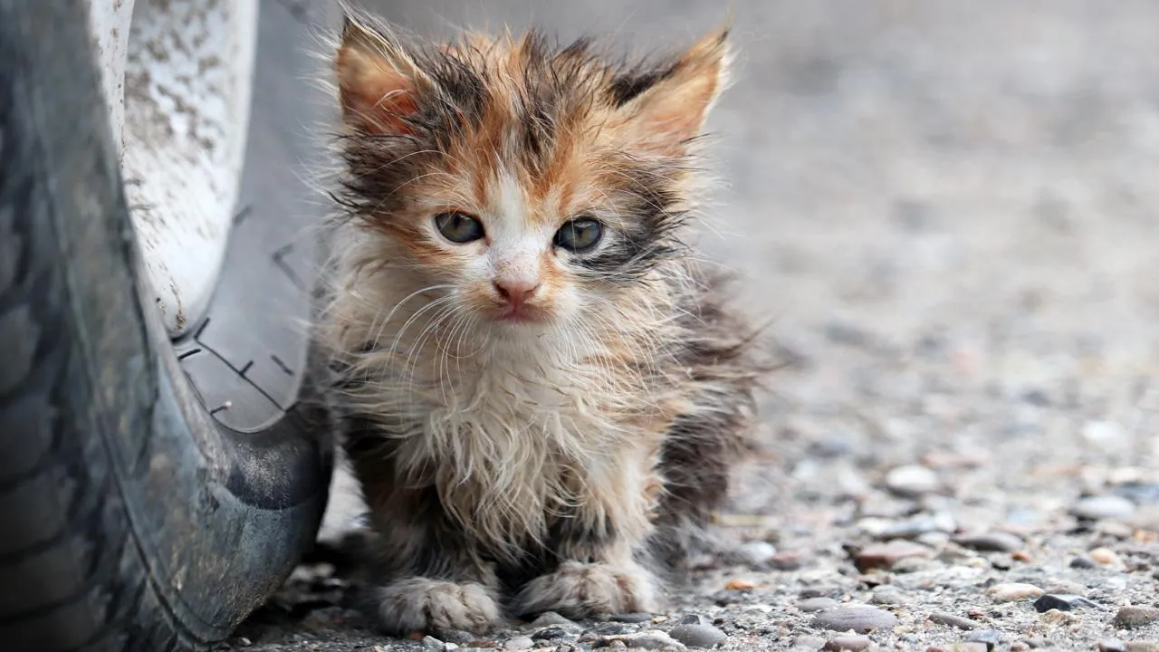 istockphoto.com/Oleg Elkov