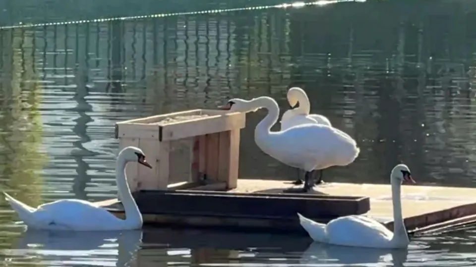 Фото: Управление экологии городского округа Мытищи