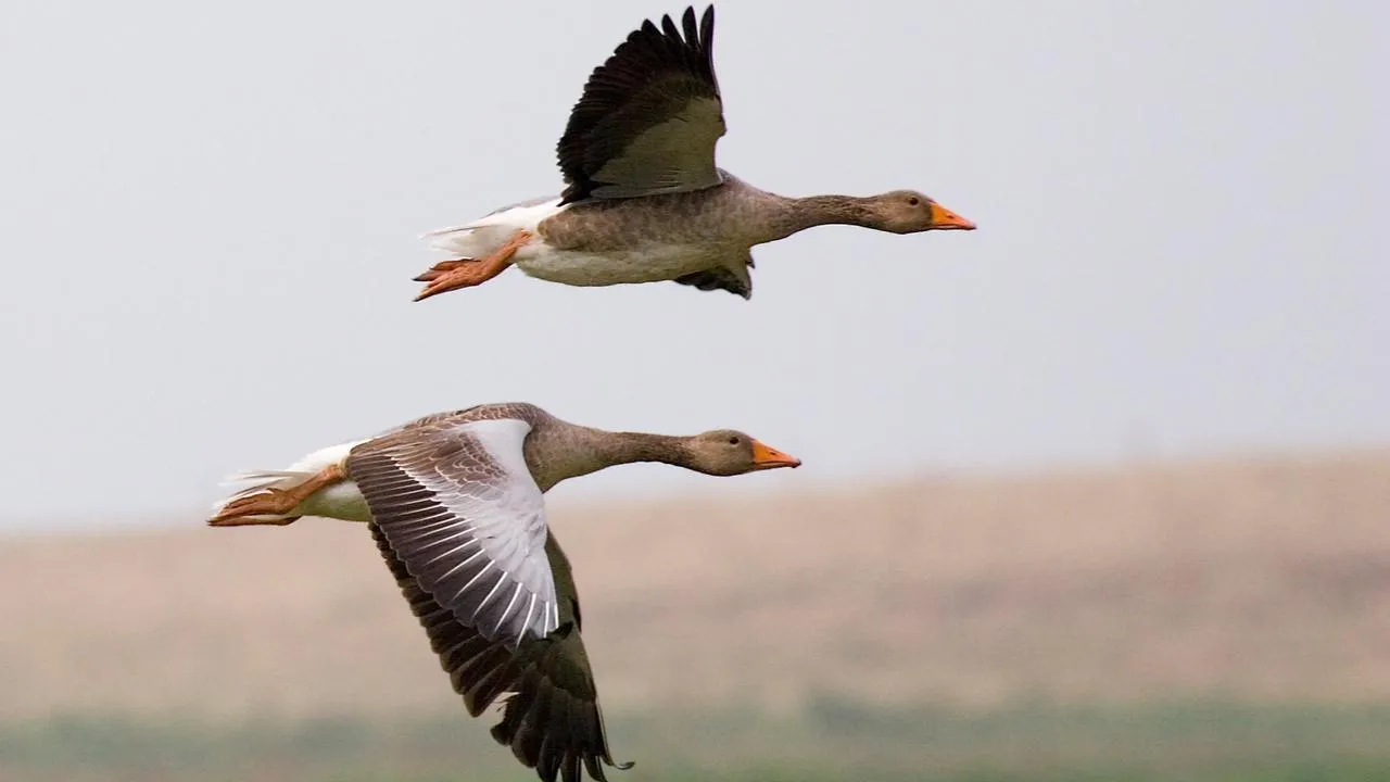 commons.wikimedia/Michael Maggs