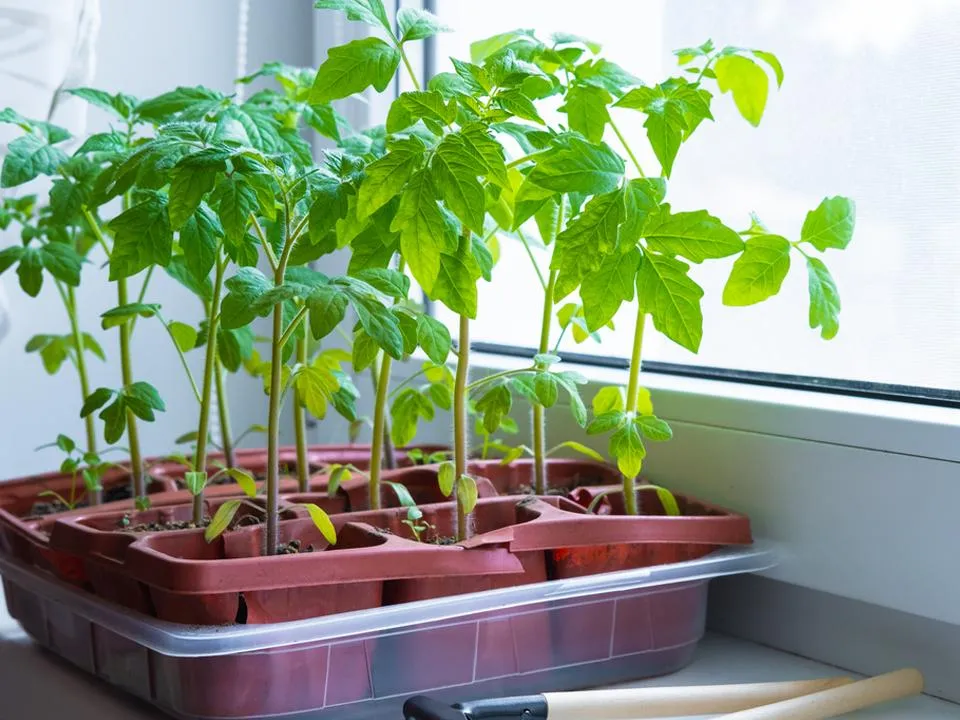 Подготавливаем рассаду: садовод назвала лучшие сорта помидоров для Подмосковья