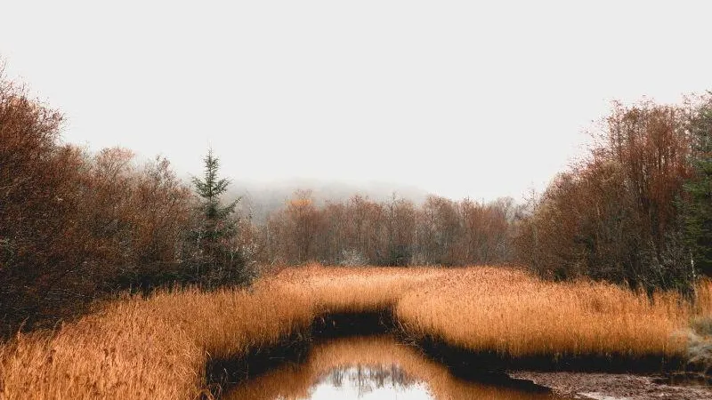 pixabay.com