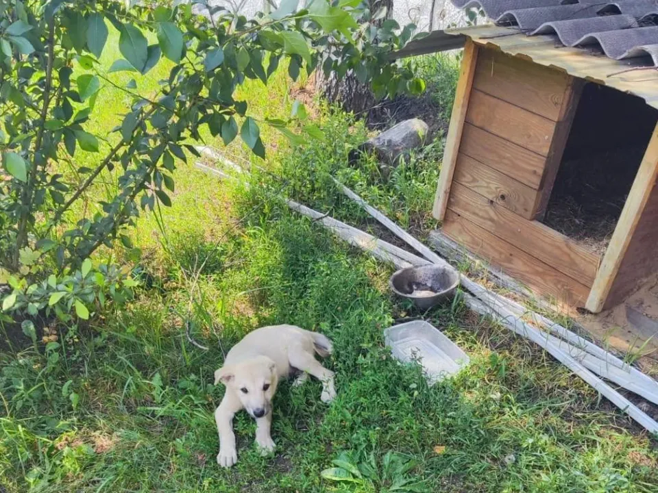 Фото: Звенигородское лесничество